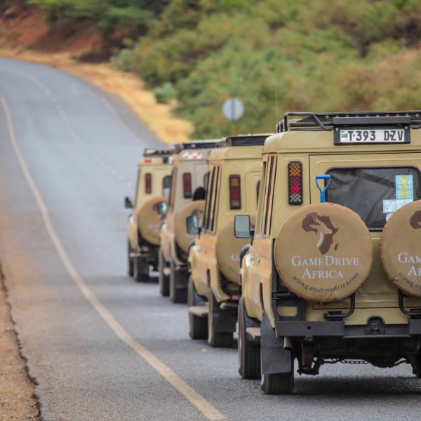The Best Time to Visit Northern Tanzania for Safari  with GameDrive Africa