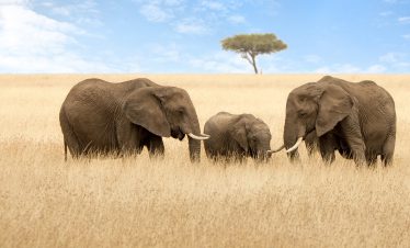 7-Day Luxury Tanzania Safari Experience