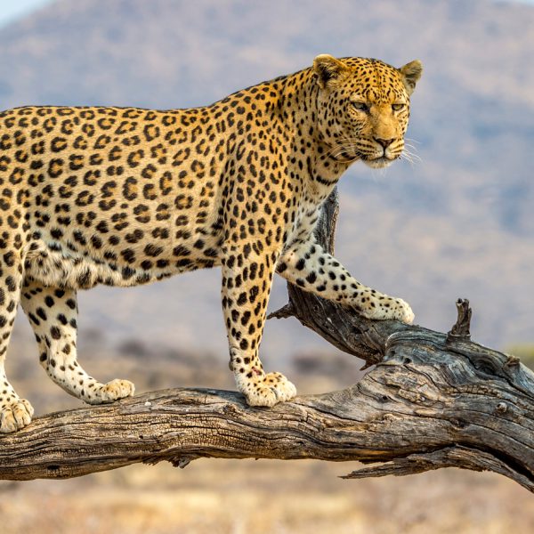 The Big Five Safari Destinations in Tanzania to visit with GameDrive Africa