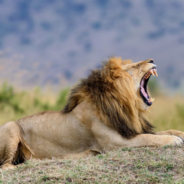 Top Wildlife Experiences in the Serengeti with GameDrive Africa