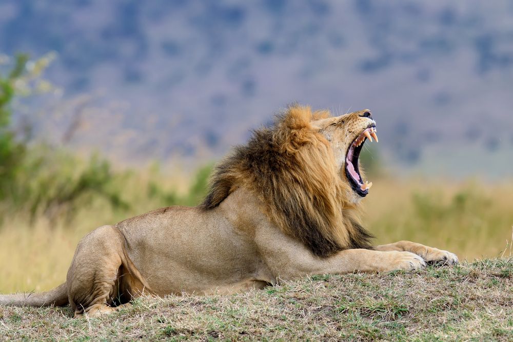 Top Wildlife Experiences in the Serengeti with GameDrive Africa