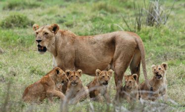 10 unforgettable days of wildlife, culture & tropical beaches.