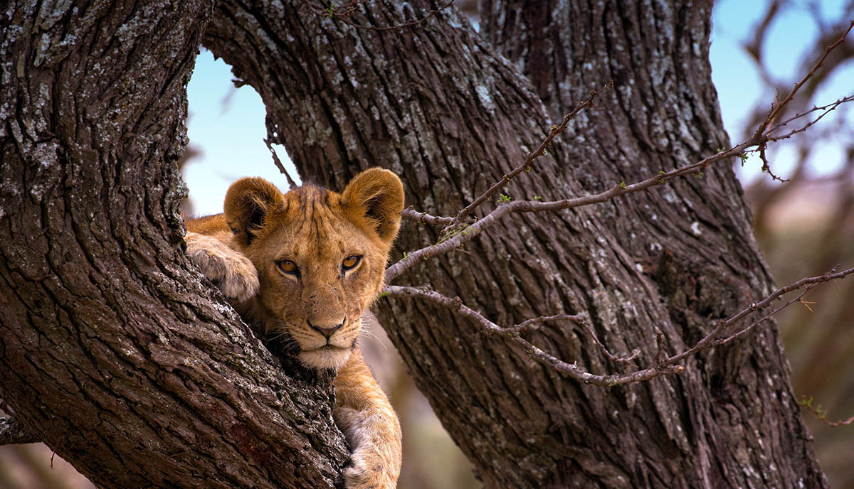Ngorongoro Crater