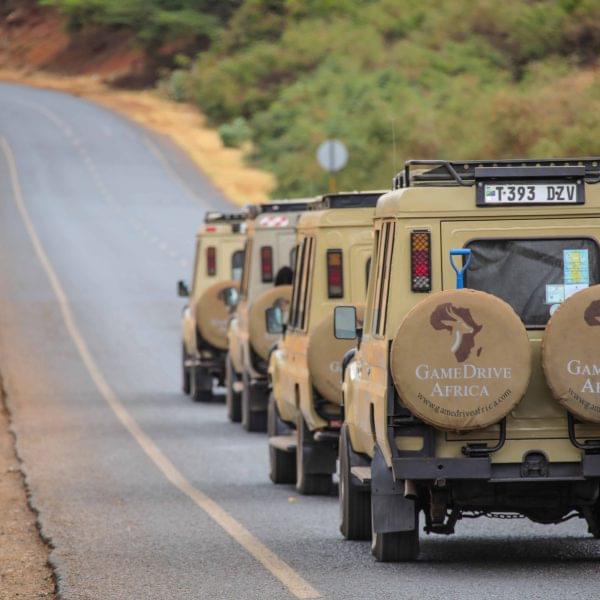 The Best Time to Visit Northern Tanzania for Safari  with GameDrive Africa