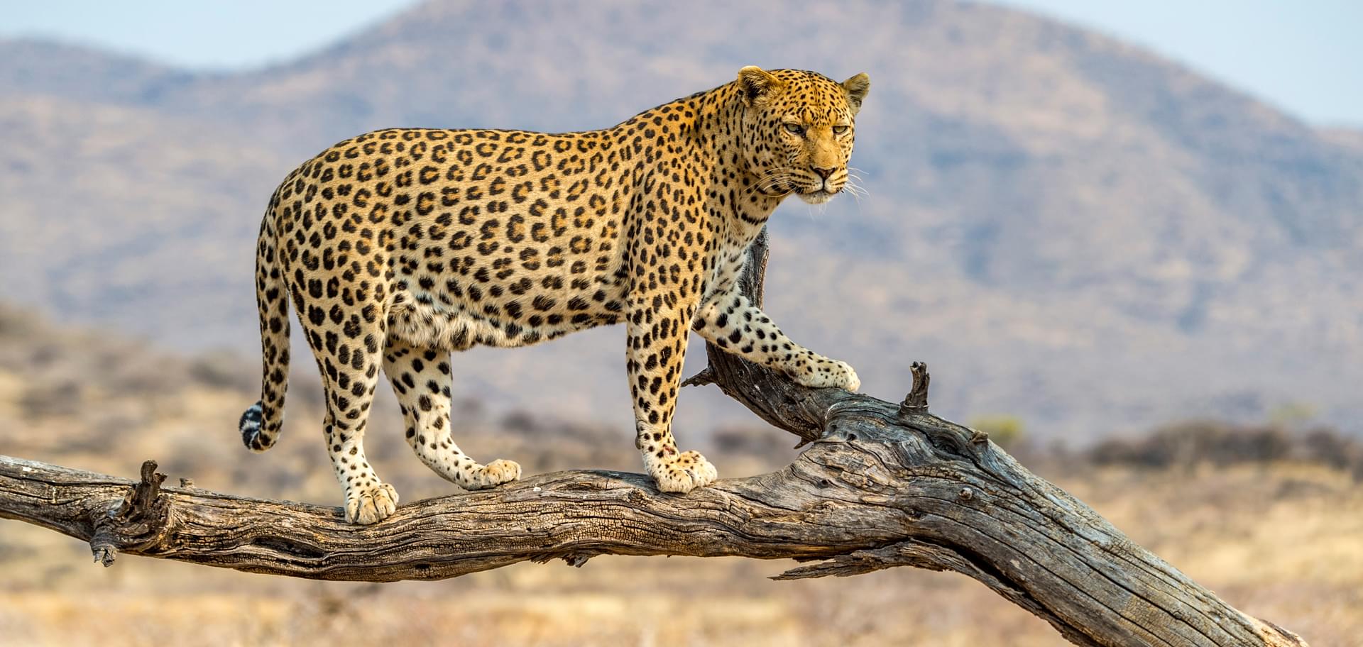 The Big Five Safari Destinations in Tanzania to visit with GameDrive Africa