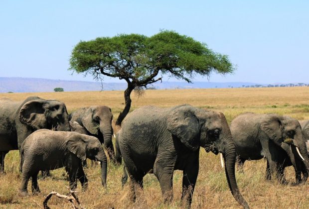 Tanzania-Wildlife-Safari